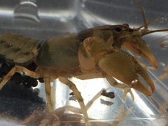 Cambarus girardianus
