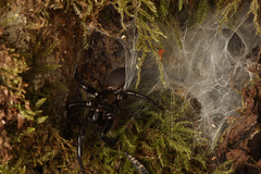 Porrhothele antipodiana