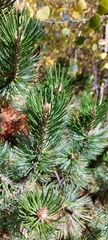 Pinus culminicola