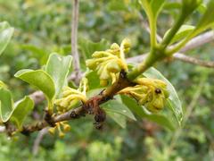 Vanguerieae