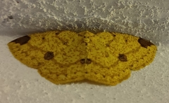 Periclina
