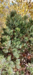 Pinus culminicola