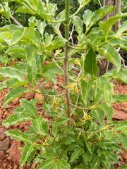 Vanguerieae