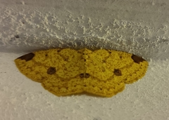 Periclina