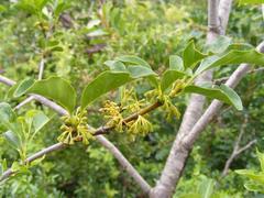 Vanguerieae