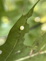 Zopheroteras hubbardi