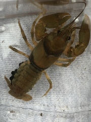 Cambarus girardianus
