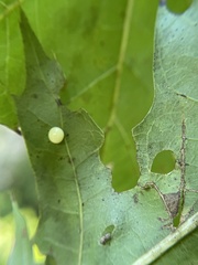 Zopheroteras hubbardi