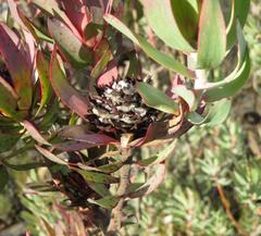 Leucadendron barkerae