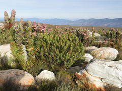 Leucadendron barkerae
