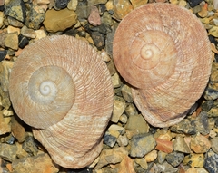 Iberus gualtieranus gualtieranus