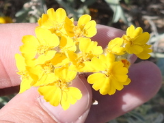 Psilostrophe gnaphalodes