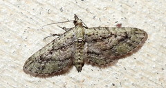 Eupithecia longidens