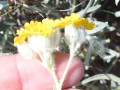 Psilostrophe gnaphalodes