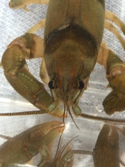 Cambarus girardianus