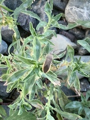 Catorhintha