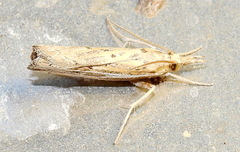 Fissicrambus quadrinotellus
