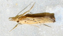 Fissicrambus quadrinotellus