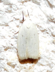 Inga cretacea