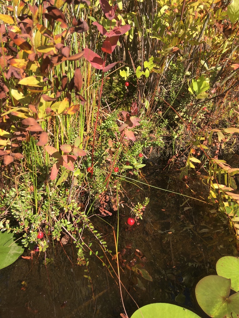American Cranberry from Westchester County, NY, USA on September 24 ...