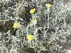 Psilostrophe gnaphalodes