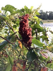 Rhus typhina