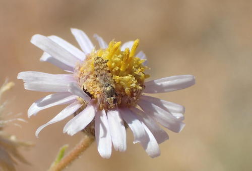 Alternating Stella (Amellus alternifolius)