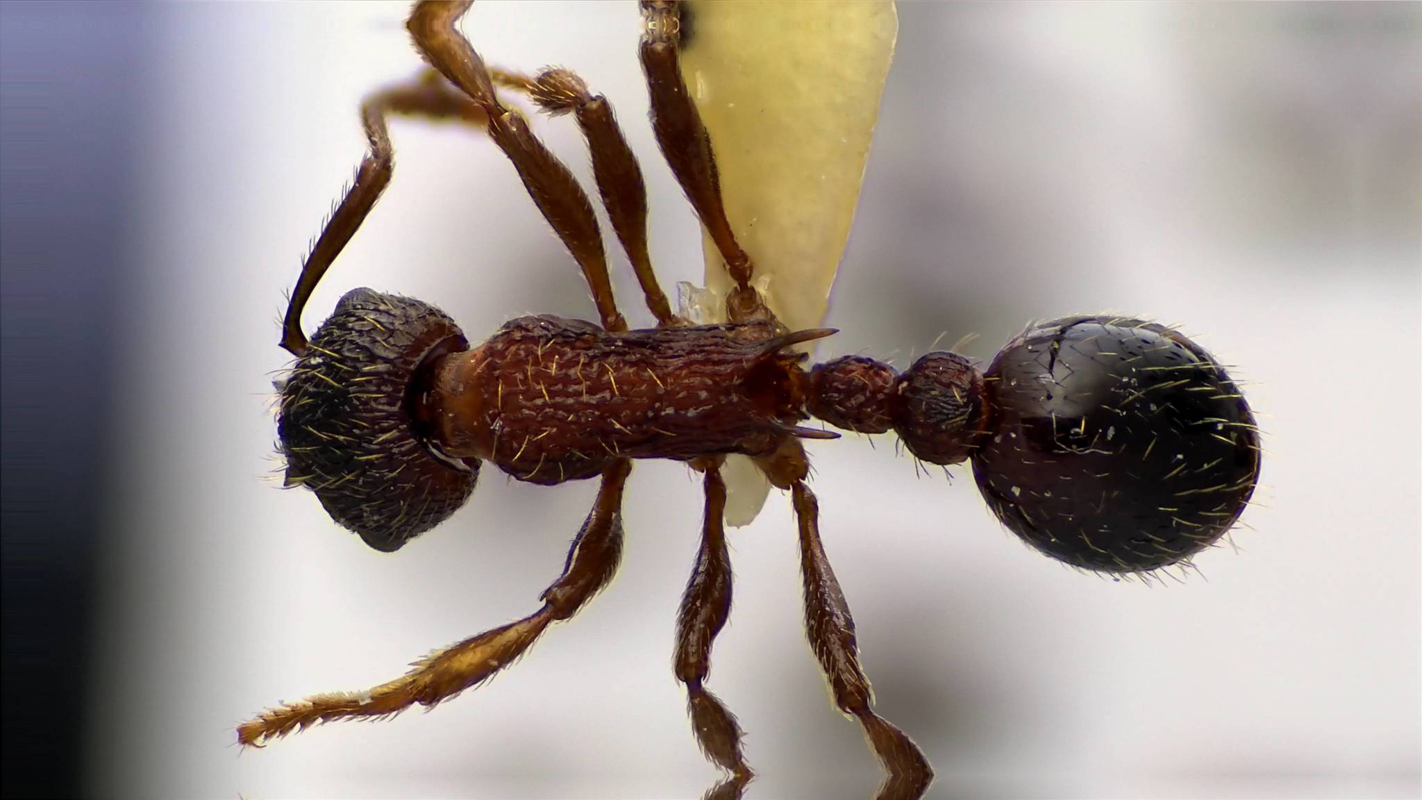Myrmica latifrons