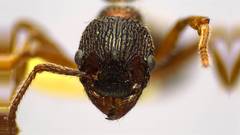 Myrmica latifrons
