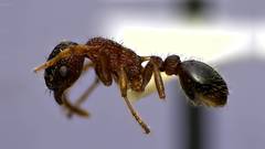 Myrmica latifrons