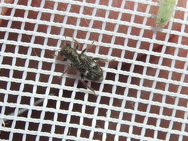 Phyllobaenus subfasciatus