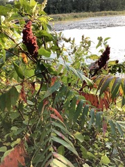 Rhus typhina