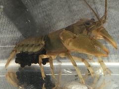 Cambarus girardianus