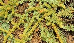 Salsola papillosa