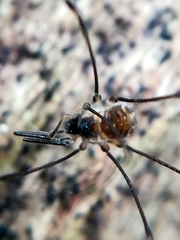 Mitostoma chrysomelas