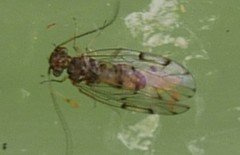 Ectopsocus petersi