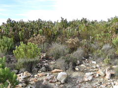 Leucadendron barkerae