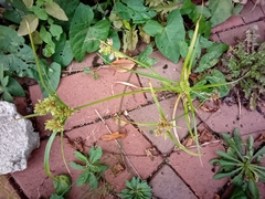Cyperus eragrostis