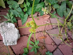 Cyperus eragrostis