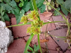 Cyperus eragrostis