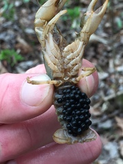 Cambarus girardianus