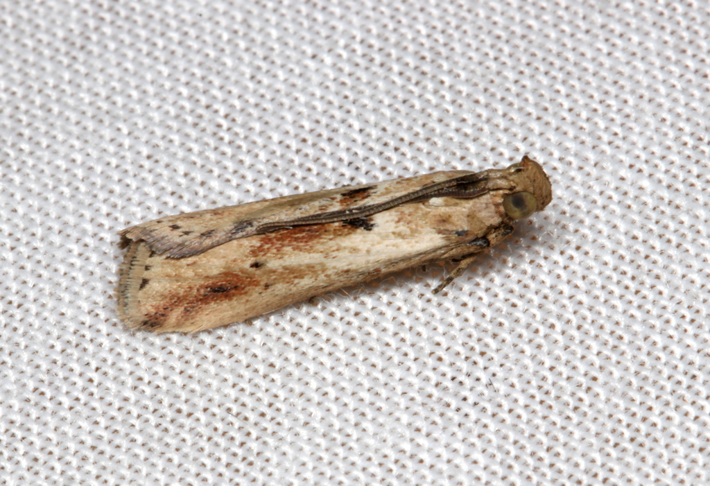 Faveria laiasalis