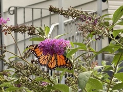 Danaus plexippus