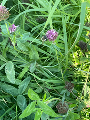 Trifolium pratense