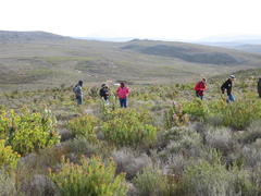 Leucadendron barkerae