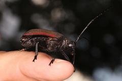 Ceroplesis ferrugator