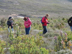 Leucadendron barkerae