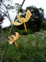 Echeandia reflexa