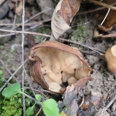 Otideaceae