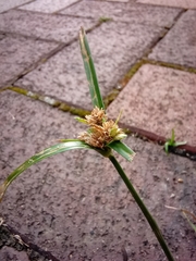 Cyperus eragrostis